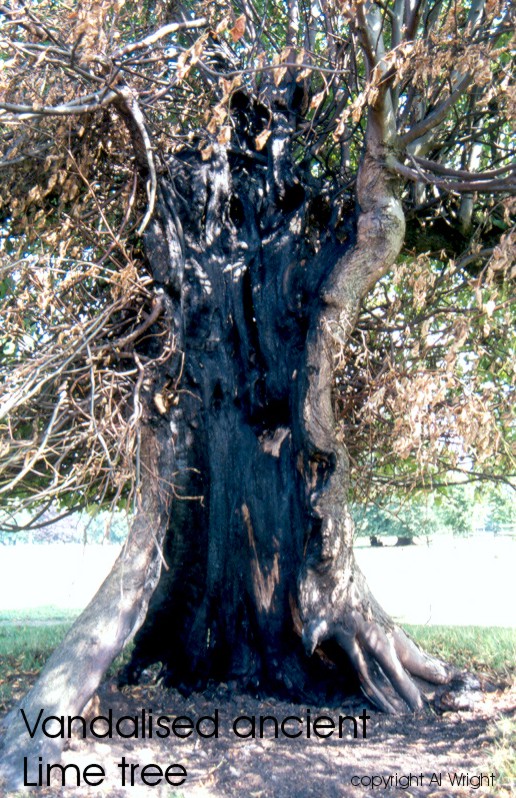 Vandalised lime tree